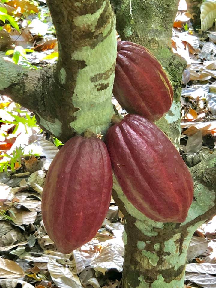 red cacao
